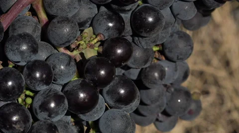 Red grape at perfect ripeness Video stock 55424091