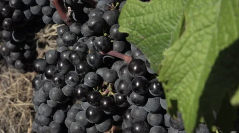 Red grape at perfect ripeness Video stock 55424952