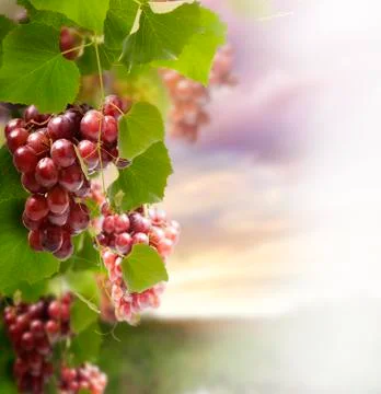 Red grape Fotos Stock