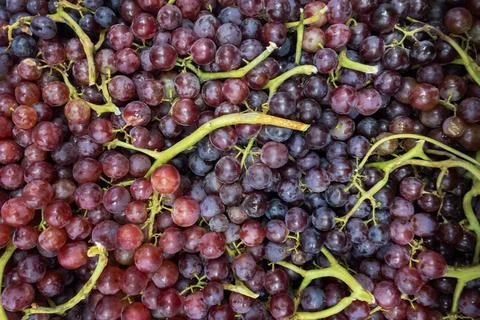 Red grape Stock Photos