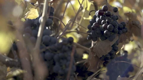 Red Grape Picking and Vineyard Picking Stock Footage 165888582