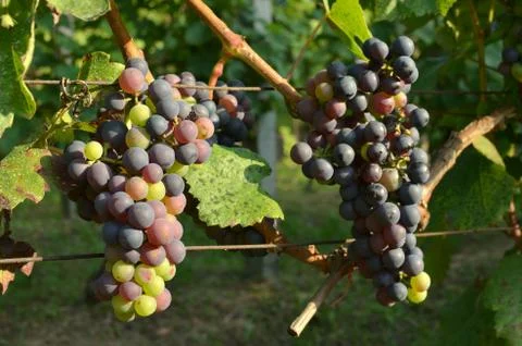 Red Grape in Summer Stock Photos