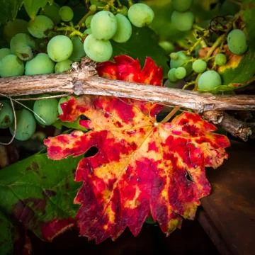 Red grape vine leaf and unripe green grapes on vine Foto stock