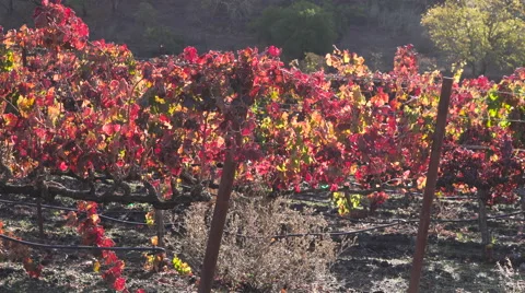 Red grape vine leaves backlit by sun Stock Footage 57153158