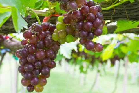 Red grape vine Stock Photos