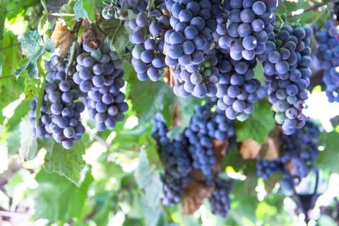 Red grape at vine Stock Photos