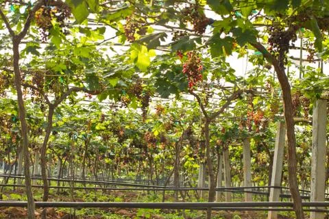 Red grape vine in the yard Stock Photos