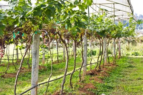 Red grape vine in the yard Stock Photos
