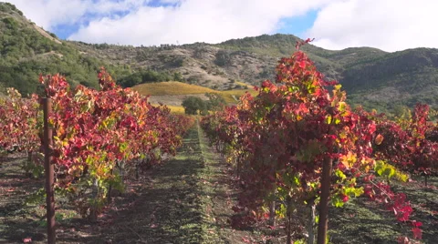 Red grape vines blowing in the breeze with clouds 스톡 동영상 57162225