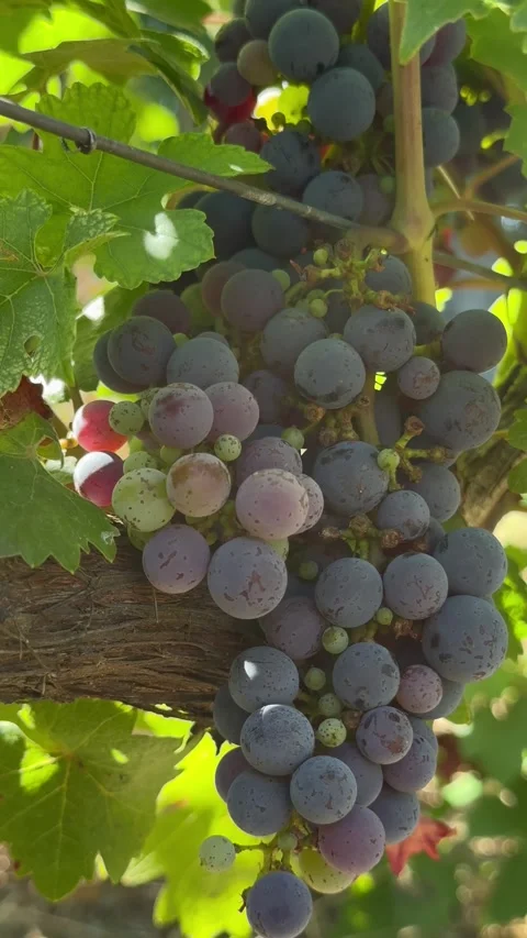 Red Grape Vineyard Stock Footage 345331028