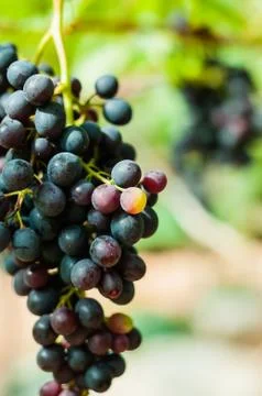 Red grape in the vineyard Stock Photos