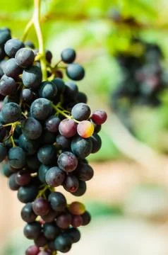 Red grape in the Vineyard Stock Photos