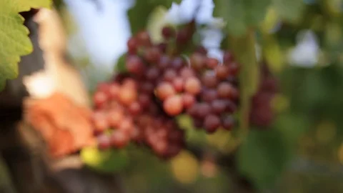 Red grapefruit closeup Stock Footage 91124266