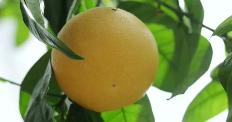 Red grapefruit at tree branch in orchard in summer 動画素材 93004241