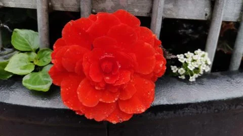 Red Grapeleaf Begonia Stock Photos