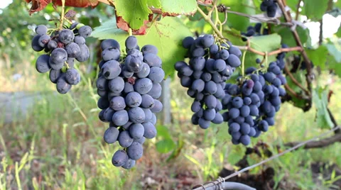 Red  grapes 4392 HD Stock Footage 28567930