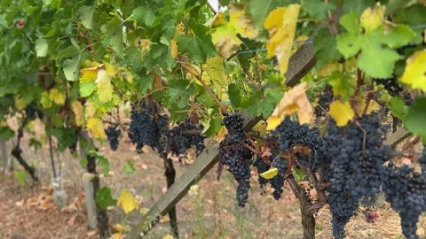 Red grapes for Barbera red wine production Stock Footage 250999528