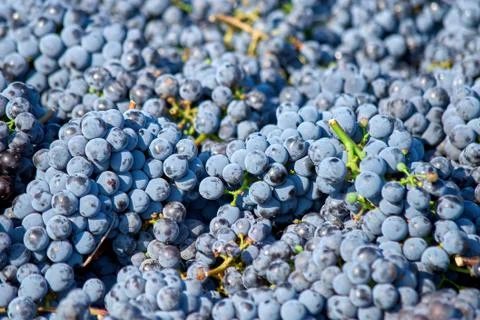 Red grapes in a box, background Stock Photos