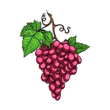 Red grapes branch Ilustración de archivo
