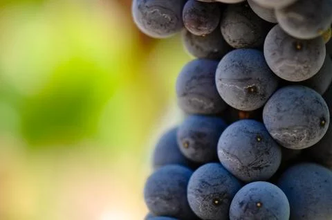 Red grapes close up Foto stock