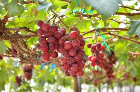 Red Grapes close up Stock Photos