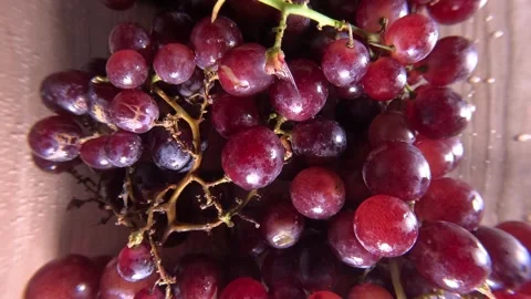 Red Grapes - Close Up Shot - Forwards Video stock 284597992