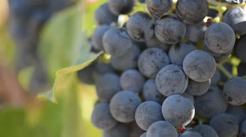 Red Grapes Close Up on the Vine Blowing in the Wind Stock Footage 22706165