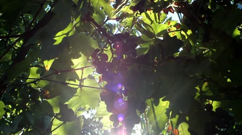 Red Grapes Close Up On The Vine. Camera move. Stock Footage 37327380