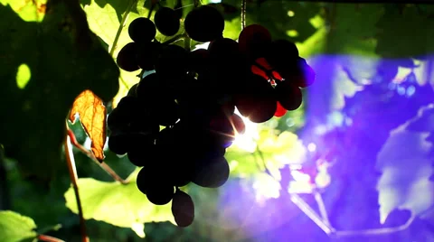 Red Grapes Close Up On The Vine Stock Footage 37327134