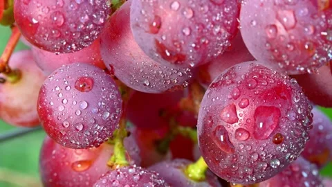 Red Grapes Dew Drops Closeup. Stock Footage 306335350