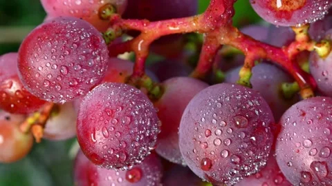 Red Grapes Dew Drops Vine Closeup. Stock Footage 306335338