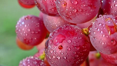Red Grapes with Dewdrops, Closeup, and Vineyard. Stock Footage 306335366