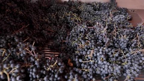 Red grapes falling out to vibrant table Stock Footage 242522903