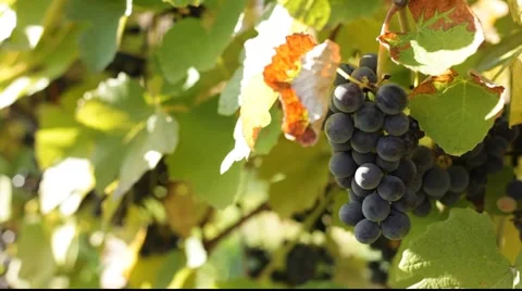 Red grapes 库存影片 890698