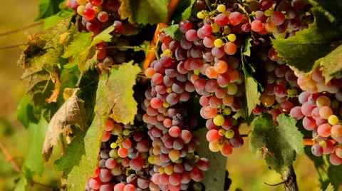 Red grapes Stock Footage 1401701