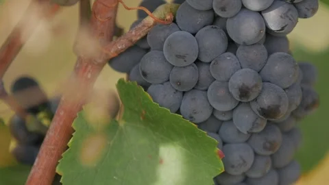 Red grapes Video stock 303137261