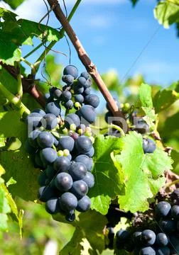 Red grapes in a german vineyard Stock Photos