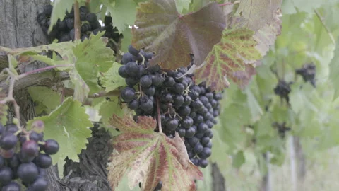 Red grapes on a grapevine Stock Footage 164762109