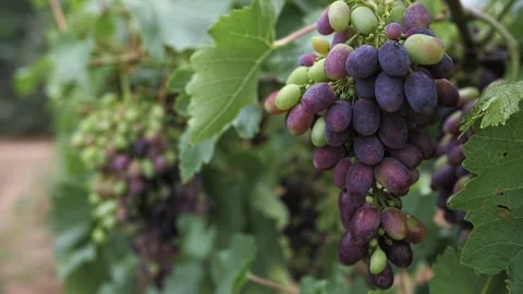 Red grapes grow on the vine Stock Footage 224068418
