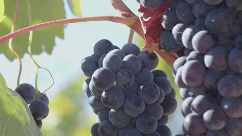 Red grapes growing in sunlight at a vineyard during harvest season in fall 库存影片 313275570