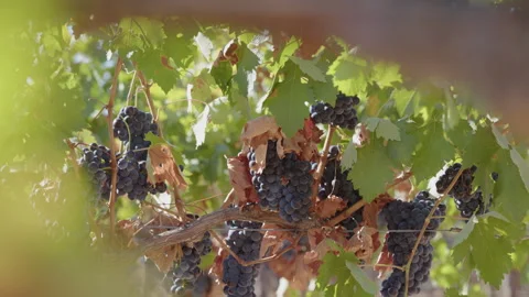 Red grapes growing in sunlight at a vineyard during harvest season in fall Stock-Footage 313275600