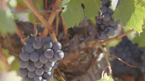 Red grapes growing in sunlight at a vineyard during harvest season in fall Stock-Footage 313275612