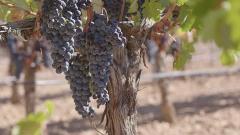 Red grapes growing in sunlight at a vineyard during harvest season in fall Stock-Footage 313275613
