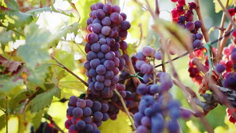 Red grapes hanging on the vine ready for harvesting Stock-Footage 204923791