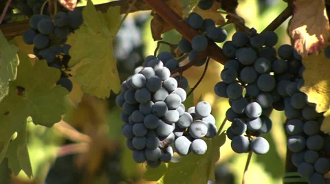 Red grapes hanging in a vineyard Stock-Footage 35626575