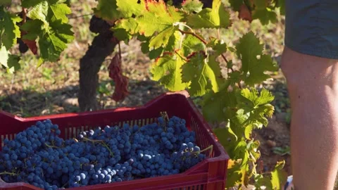 Red Grapes Harvested in Vineyard, Worker Placing Ripe Clusters into Crate under Stock Footage 331144184