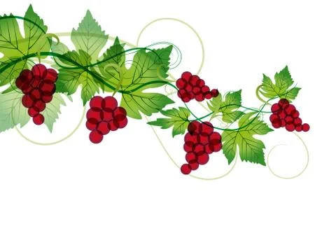 Red grapes Stock Illustration