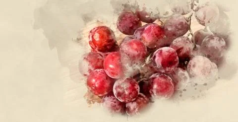 Red grapes Stock Illustration