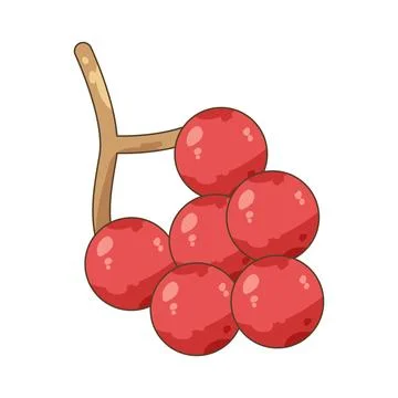 Red grapes Stock Illustration