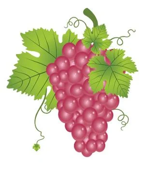 Red Grapes, illustration Stock Illustration